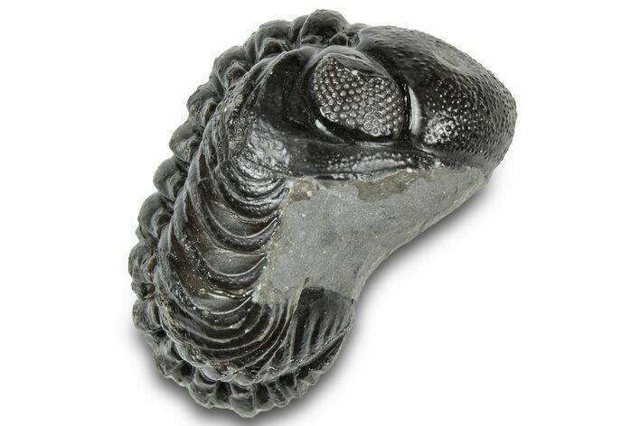Long, Curled Austerops Trilobite - Morocco #323209